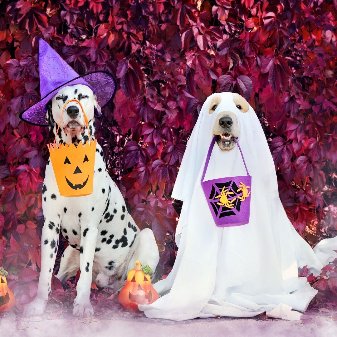 Omaha Dog Halloween Trunk or Treat 2024