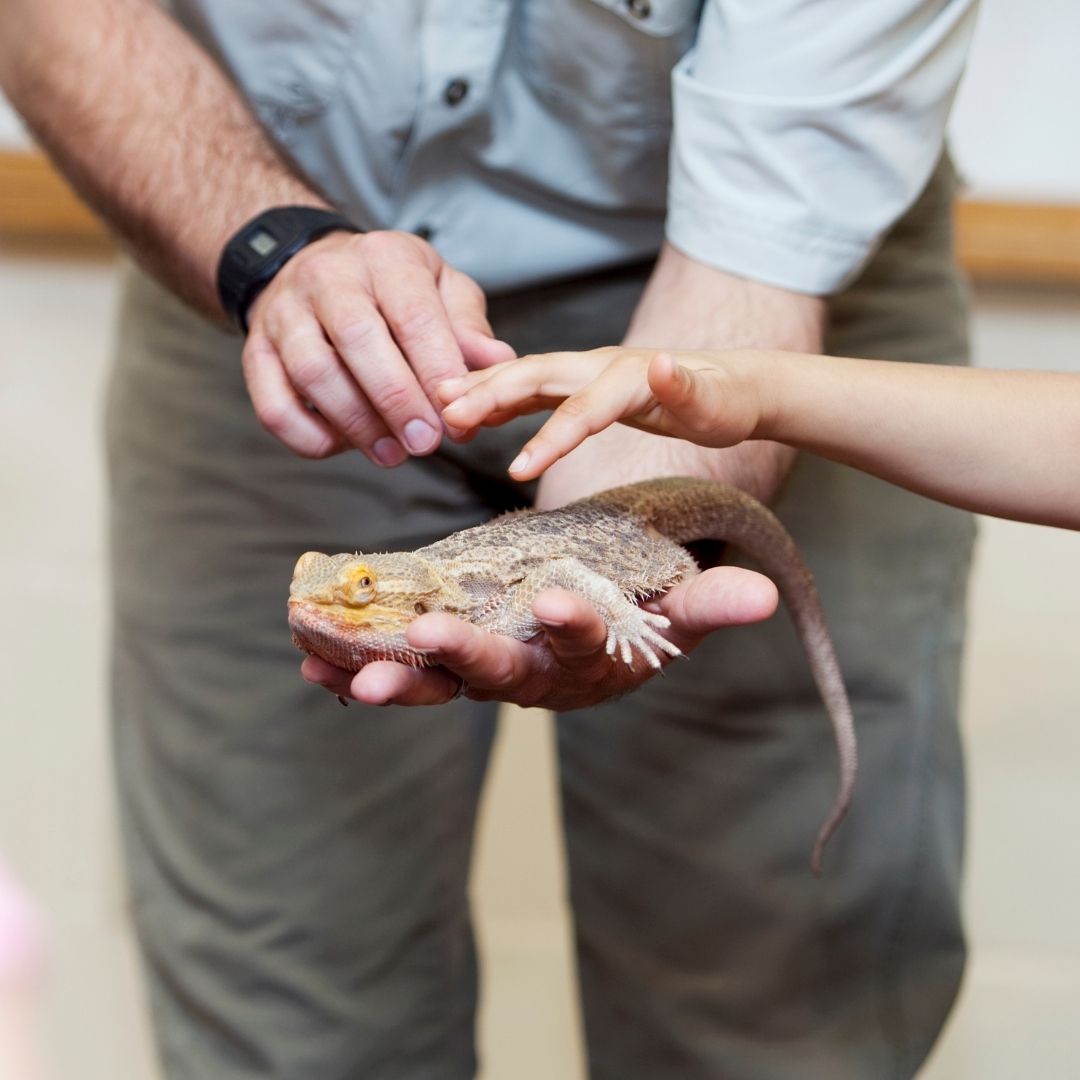 The Nebraska Reptile Show