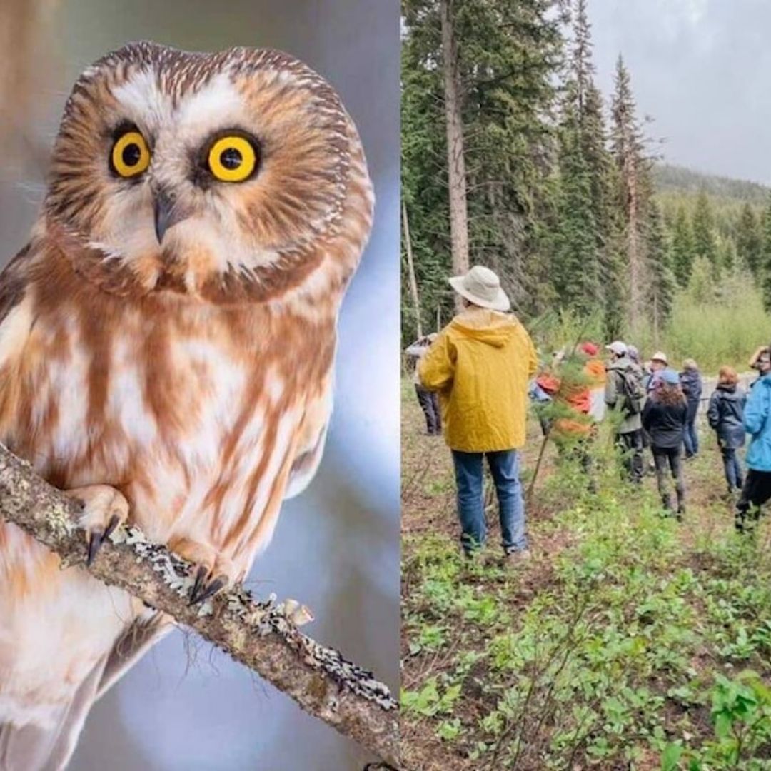 Family Nature Adventures - Hoots & Howls